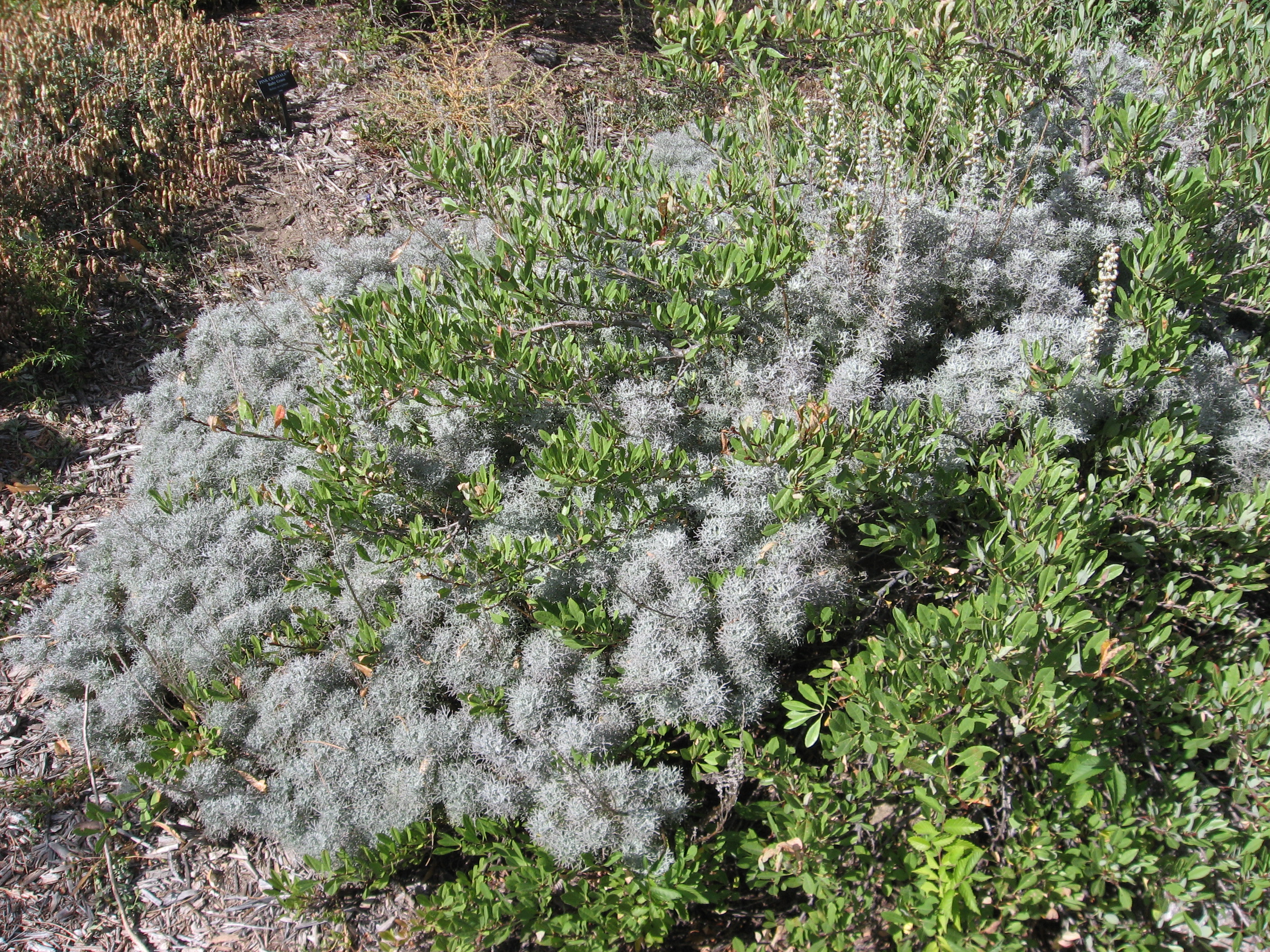 Mock Bearberry Manzanita
